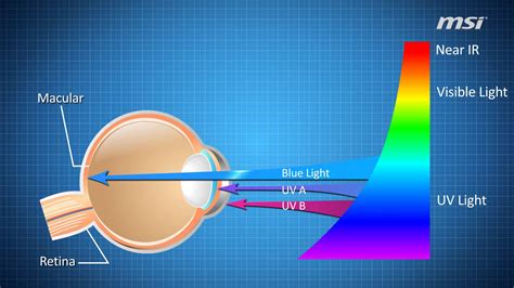 Myths And Truths About Blue Light Iristech