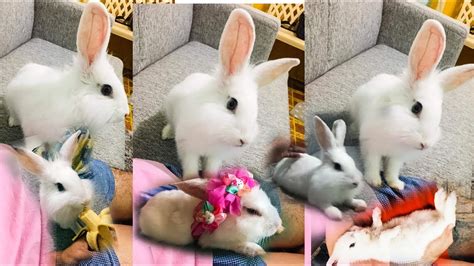 Cute Funny And Sweet Moment With My Rabbit♥️🥰 Compilation Youtube