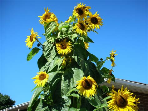 Kong Sunflower Branching Habit Giant