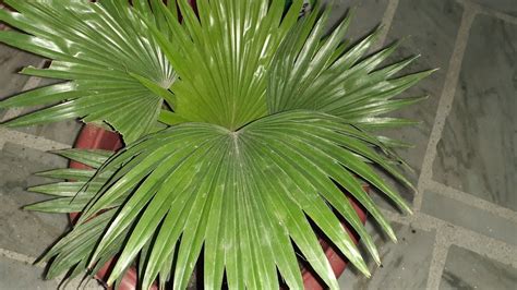 Both indoor and outdoor umbrella trees require little routine care once established in a suitably bright, humid location. How to care and repot Umbrella Palm || Palm tree complete ...