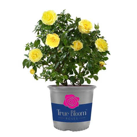True Bloom True Friendship Rose Plants Bulbs And Seeds At
