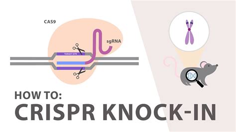 How To Perform A Crispr Knockin Experiment Youtube