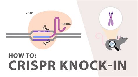 Crispr Cas How To Perform A Crispr Knockin Experiment Youtube 5368