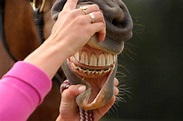 Horse Teeth People