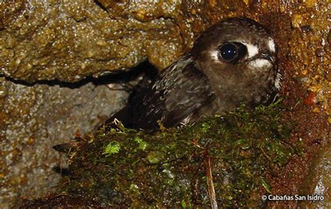 Spot Fronted Swift Peru Aves