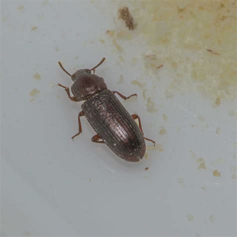 Flour Beetle Extermination Pest Control Of Bed Bugs Fleas And