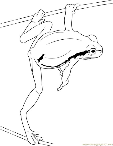 Green Frog Jump Coloring Page For Kids Free Frog Printable Coloring
