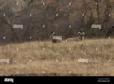 Bighorn Sheep Herd In The Theodore Roosevelt National Park In North