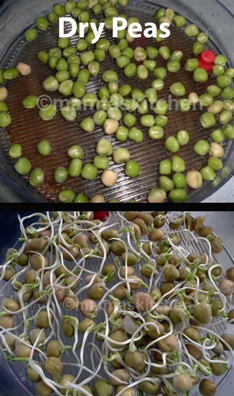 mamta s kitchen mung beans lentils peas and seeds how to sprout at home