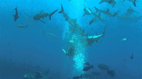 Australia Great Barrier Reef Shark Dive 3d Diving