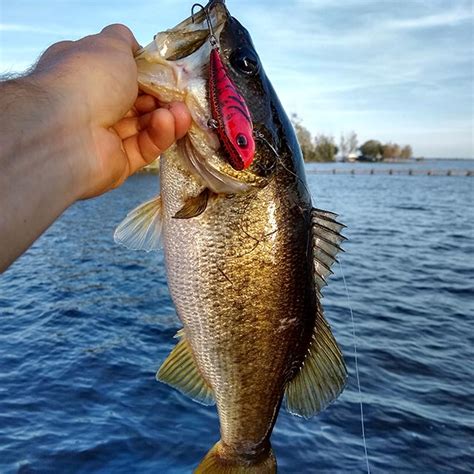 7 Best Crankbaits For Winter Bass Fishing Wish Upon A Fish