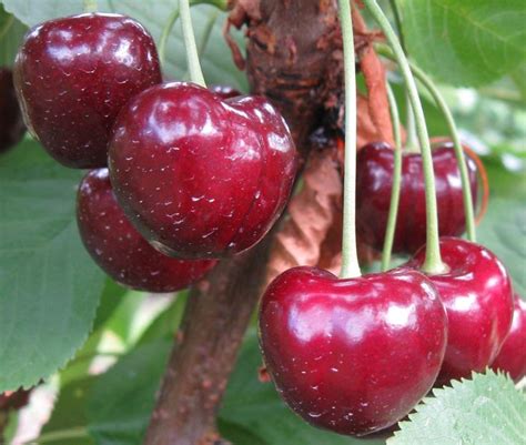 Cherry Varieties Bc Tree Fruit Production Guide Fruit Weeping