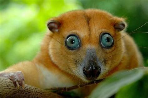 Big Eyes Funny Animal Pictures Wild Animals Photography Cute Animal