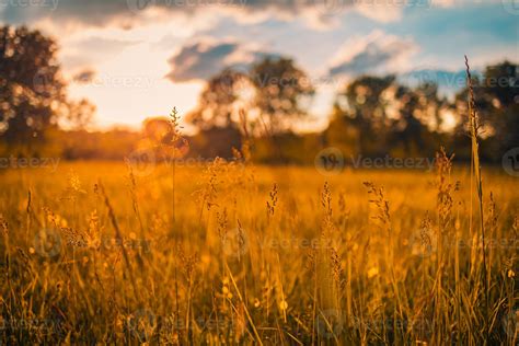 Abstract Soft Focus Sunset Field Landscape Of Yellow Flowers And Grass