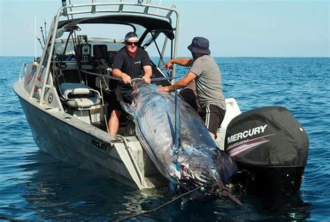 1027 Pound Blue Marlin Is The Second Largest Marlin Ever Weighed In