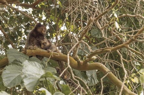 Marmoset Dad And Son Among Lots Of Branches Stock Photo Image Of
