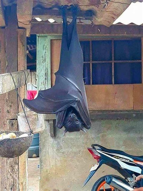 A Giant Golden Crowned Flying Fox Philippines Photo David Chan R