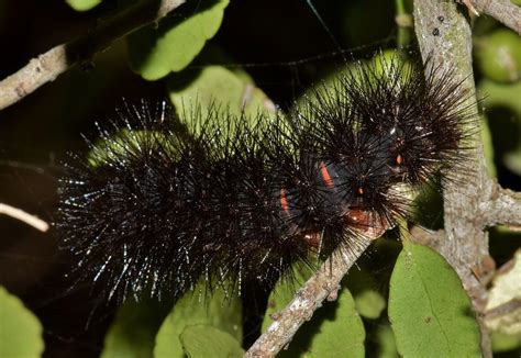 Black Caterpillar With Picture And Identification Guide Fuzzy