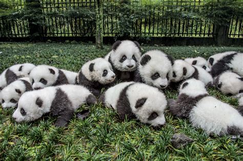 Giant Pandas Are No Longer Endangered National Geographic Education Blog