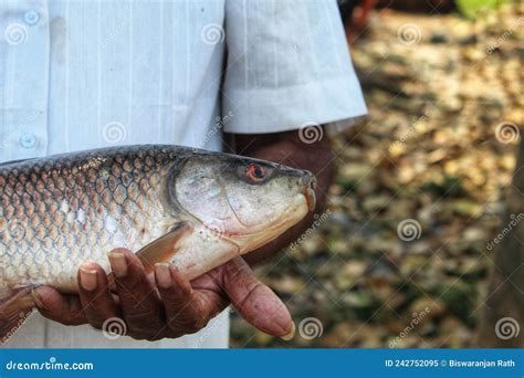 Indian Fisherman Holding Big Freshly Harvested Rohu Carp Fish In Hand