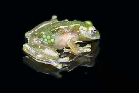 Glass Frogs Ghost Shrimp And Clearwing Butterflies Use Transparency To