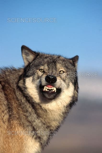 Wolf Snarling Front View