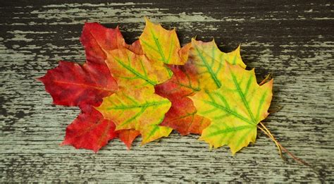 Fall Foliage Maple Leaves Autumn · Free Photo On Pixabay