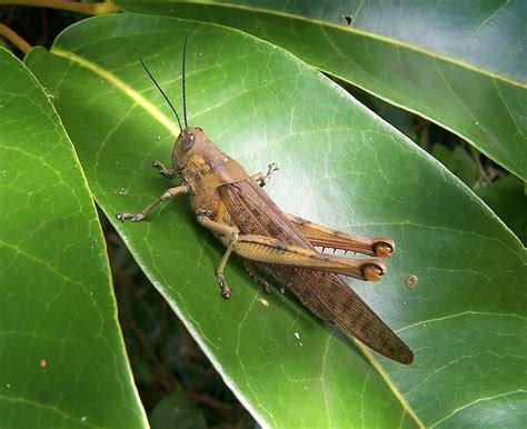 Valanga Irregularis A Giant Grasshopper Valanga Irregular Flickr