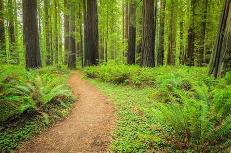 Forests Trees Trail Nature Wallpapers Hd Desktop And Mobile