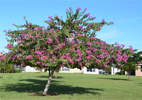 Q And A Flowering Tree For Winter Flowers Stephen Brown Answers Lee County Extension Uf