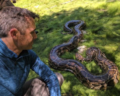 Largest And Longest Snakes In The World Untamed Science