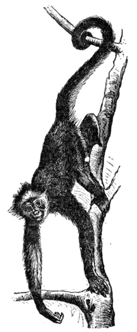 To search on pikpng now. Spider Monkey | ClipArt ETC
