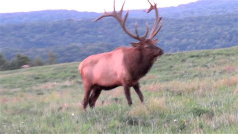 Big Bull Elk Youtube