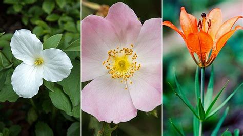 After all, different flowers require their own ideal climates to grow as beautifully and healthily as possible. Floral trivia: Can you ID the official flowers of each ...