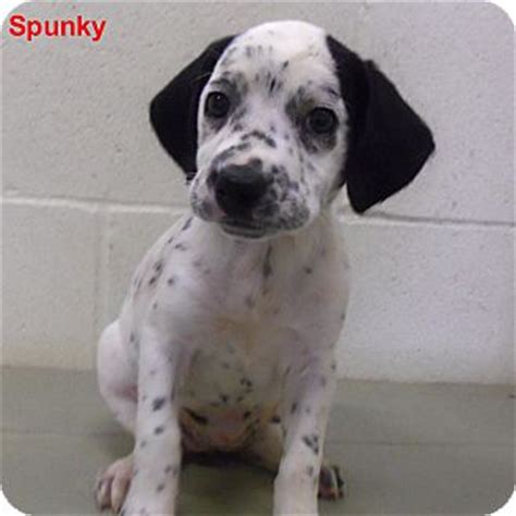 Dalmatian siberian husky mix (aka daluskies). Spunky | Adopted Puppy | 7967D | Slidell, LA | Dalmatian ...