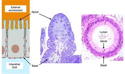 Epithelia Structure And Transport Lab