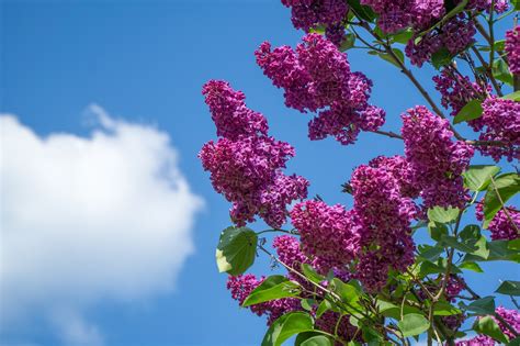 Lilac Red · Free Photo On Pixabay