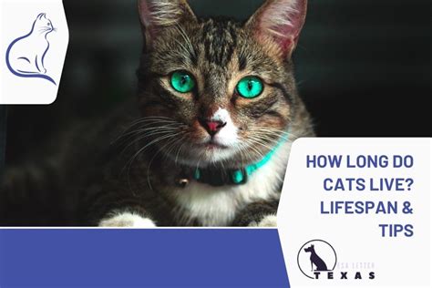 How Long Do Cats Live Lifespan Of Cats And Tips To Take Care Esa