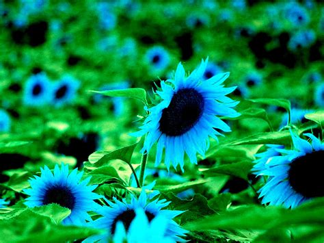 40 Rare Blue Dwarf Sunflower Seeds Other Plants Seeds And Bulbs