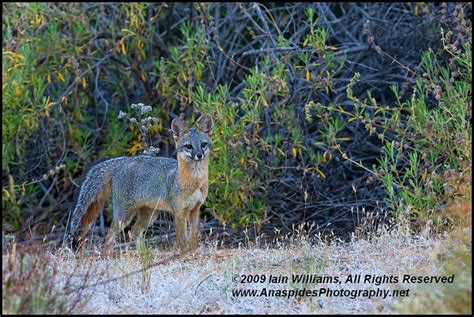 Common Gray Fox Urocyon Cinereoargenteus California Flickr