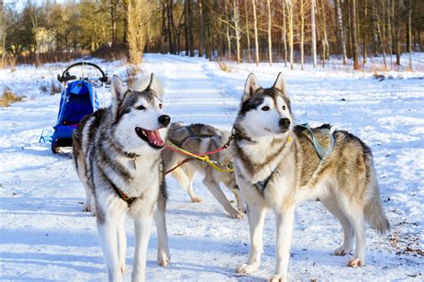 Er ist intelligent und unabhängig, deshalb sollten halter eines siberian huskys viel wert auf eine gute erziehung liegen. Husky Haltung, Charakter & Größe | zooplus Hundemagazin