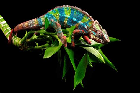 Free Images Common Chameleon Terrestrial Plant Lizard Scaled