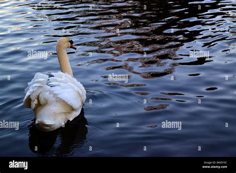 Beautiful White Swan Stock Photo Alamy
