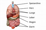 Organe Mensch: einfach erklärt I inkl. Übungen