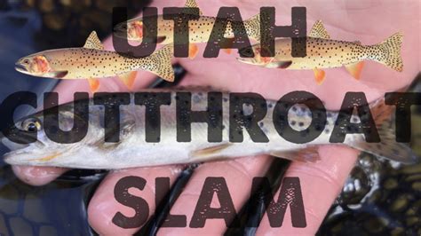 Utah Cutthroat Slam Yellowstone Cutthroat Species 4 Of 4 Youtube