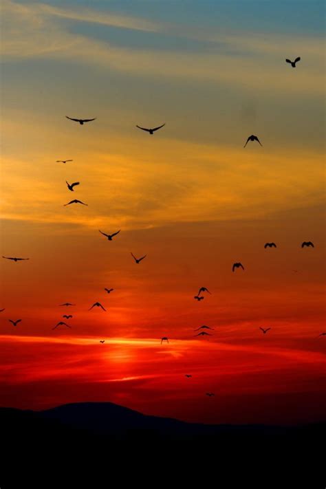Flock Of Birds Flying Above The Mountain During Sunset Birds Flying