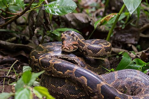 Royalty Free Yellow Burmese Python Pictures Images And Stock Photos