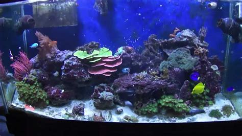 My 90 Gallon Reef Tank Update 12912 Youtube