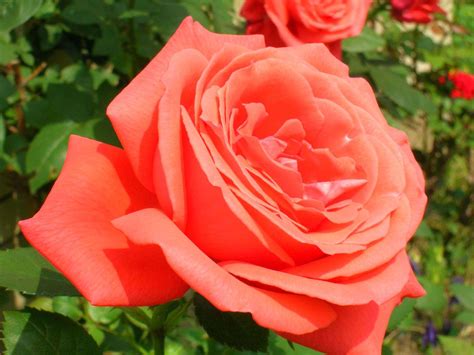 Top 10 Hybrid Tea Roses