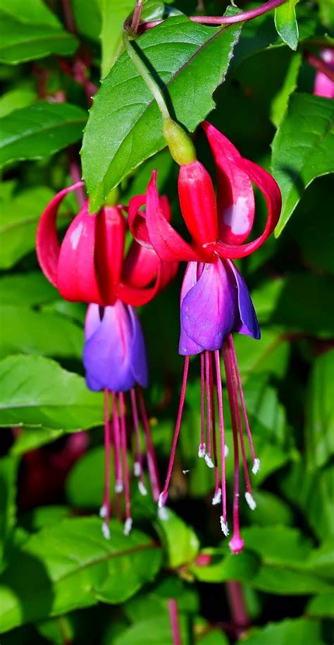 The Outlaw Gardener Hardy Fuchsias My Favorite Plant In The Garden